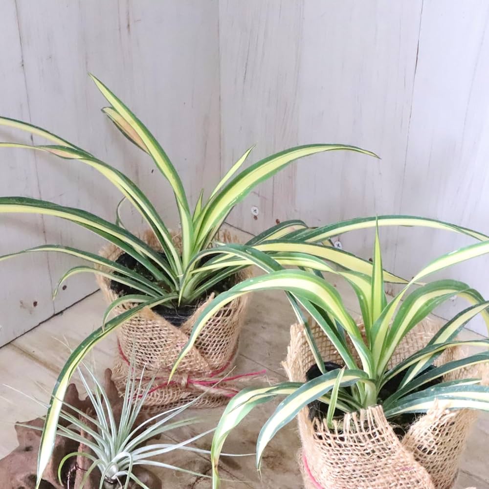 ユッカフィラメントゥーサバリエガータ大株 ユッカフィラメントゥーサバリエガータ大株 ユッカ フィラメン